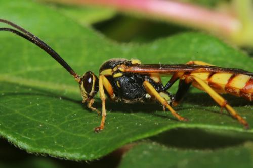 Réf. 244 143 : Ichneumon crispatorius